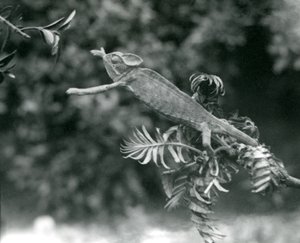 Un camaleonte velato o dello Yemen sta su un ramo frondoso e si allunga verso un altro, Zoo di Londra, giugno 1924