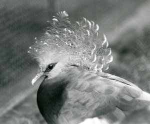 Un piccione incoronato Victoria allo zoo di Londra nel settembre 1927 da Frederick William Bond