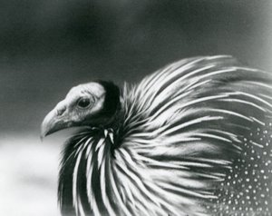 Un faraone vulturino allo Zoo di Londra nel 1927 da Frederick William Bond