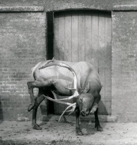 Un wapiti alce maschio nel suo recinto allo Zoo di Londra, settembre 1927 da Frederick William Bond