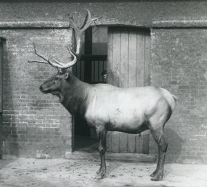 Un wapiti alce maschio nel suo recinto allo Zoo di Londra, settembre 1927 da Frederick William Bond