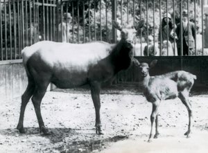 Un wapiti con il suo cerbiatto nel loro recinto con visitatori che guardano attraverso le sbarre, zoo di Londra da Frederick William Bond