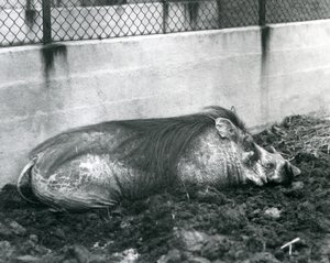 Un facocero che dorme nel fango, zoo di Londra, luglio 1927 da Frederick William Bond