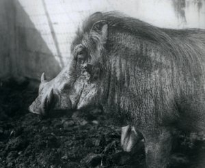 Un facocero nel fango, Zoo di Londra, 1927 da Frederick William Bond