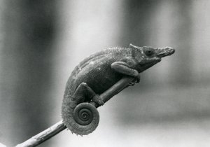 Un camaleonte a due corna di Usambara occidentale, Zoo di Londra, 1927