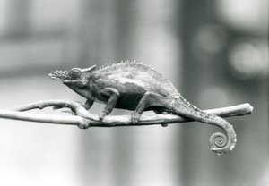 Un camaleonte a due corna di Usambara occidentale, Zoo di Londra, 1927