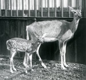 Un cervo della Virginia dalla coda bianca con il suo cerbiatto allo Zoo di Londra nell