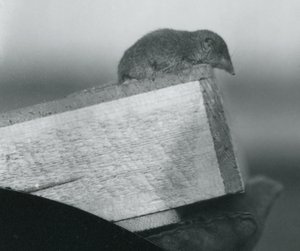 Un toporagno dai denti bianchi che guarda oltre il bordo di una scatola di legno, tenuto dalla mano guantata di un custode, Zoo di Londra, aprile 1917 da Frederick William Bond