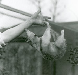 Un giovane tamandua collare che si aggrappa alle dita del custode con la coda prensile mentre cerca di afferrare il braccio del custode, zoo di Londra, aprile 1925 da Frederick William Bond