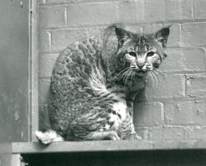 Una lince rossa che guarda giù da una sporgenza nella sua recinzione, Zoo di Londra, marzo 1925 da Frederick William Bond