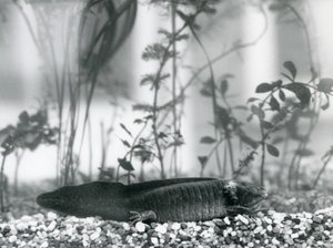 Un Axolotl nero/Salamandra Messicana che riposa sulla ghiaia sul fondo di un serbatoio al London Zoo nel 1928 da Frederick William Bond