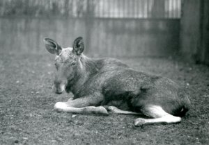 Un alce maschio con cicatrici di corna appena cadute, sdraiato allo Zoo di Londra, gennaio 1926 da Frederick William Bond