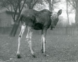 Un alce maschio con ferite di corna appena cadute, in piedi allo Zoo di Londra, gennaio 1926 da Frederick William Bond