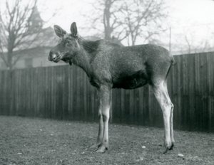 Un alce maschio con ferite di corna appena cadute, in piedi allo Zoo di Londra, gennaio 1926 da Frederick William Bond