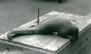 Un pangolino cinese in pericolo critico che guarda oltre il bordo della cassa di legno su cui è seduto, Zoo di Londra, luglio 1925 da Frederick William Bond