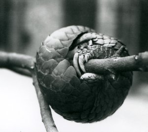 Un pangolino cinese in pericolo critico di estinzione che riposa, avvolto attorno a un ramo orizzontale, Zoo di Londra, prima del 1930 da Frederick William Bond