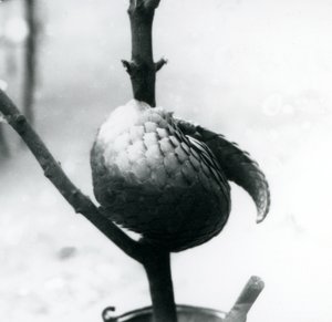 Un pangolino cinese in pericolo critico riposante, avvolto attorno a un ramo verticale, Zoo di Londra, luglio 1925 da Frederick William Bond