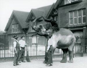 Un elefante indiano decorato, con tre guardiani e un addestratore, fuori dalla Casa degli Elefanti allo Zoo di Londra nel 1927 da Frederick William Bond