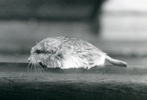 Un gerbillo dalla coda grassa, Zoo di Londra, luglio 1925 da Frederick William Bond