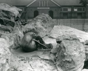 Una femmina di leone marino della California sdraiata su una terrazza rocciosa mentre allatta il suo cucciolo, Zoo di Londra, luglio 1925 da Frederick William Bond