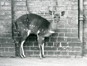 Una femmina di bushbuck del Capo che sta contro un muro allo Zoo di Londra, ottobre 1927 da Frederick William Bond