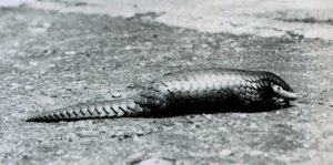 Un pangolino cinese femmina allo zoo di Londra nell