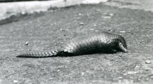Un pangolino cinese femmina allo zoo di Londra nell