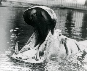 Una femmina di ippopotamo, 
