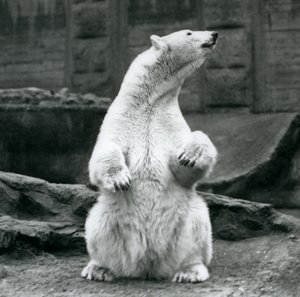Una femmina di orso polare seduta sui suoi quarti posteriori sulle terrazze Mappin allo Zoo di Londra nel settembre 1928 da Frederick William Bond