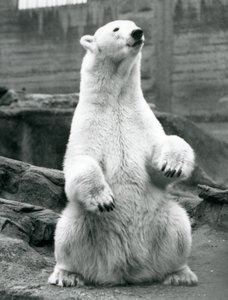 Una femmina di orso polare seduta sui suoi quarti posteriori sulle terrazze Mappin allo Zoo di Londra nel settembre 1928 da Frederick William Bond