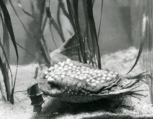 Una femmina di rospo Surinam con le sue uova incastonate nella pelle della schiena, Zoo di Londra