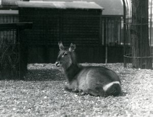 Una femmina di kobus ellipsiprymnus nel suo recinto al London Zoo, giugno 1924 da Frederick William Bond