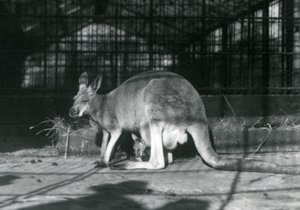 Una femmina di canguro rosso con il suo piccolo nel marsupio, Zoo di Londra, 1922 da Frederick William Bond