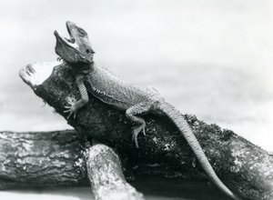 Un drago barbuto che si aggrappa a un tronco, Zoo di Londra, agosto 1928