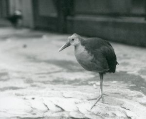 Un rallo dal collo grigio o rallo dal cappuccio grigio (Aramides cajaneus) in piedi su una gamba allo zoo di Londra nel settembre 1927