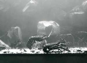 Un gruppo di gamberi di fiume allo Zoo di Londra, marzo 1925 da Frederick William Bond