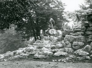 Un gruppo di cinque marabù in piedi sulle rocce nel recinto degli antilopi allo Zoo di Londra nel 1928 (foto in bianco e nero) da Frederick William Bond