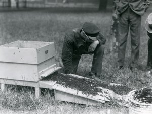 Un gruppo di custodi, incluso Brown, che spostano uno sciame di api, Zoo di Londra, luglio 1926