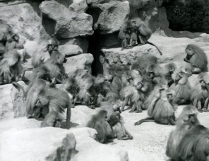 Un gruppo di babbuini sacri seduti sulle rocce nel loro recinto, Zoo di Londra, luglio 1925 da Frederick William Bond