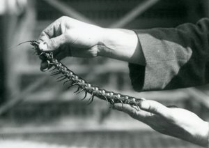 Un custode che tiene in mano un millepiedi gigante, Zoo di Londra, 1927 da Frederick William Bond