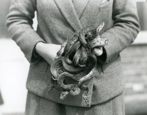 Un custode che tiene un nodo di giovani pitoni reali allo Zoo di Londra nel 1931