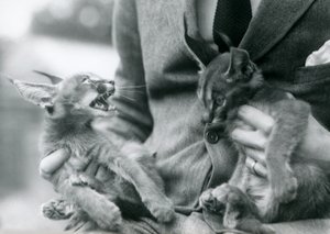 Un custode che tiene in grembo una coppia di cuccioli di caracal, Zoo di Londra, 1924 da Frederick William Bond