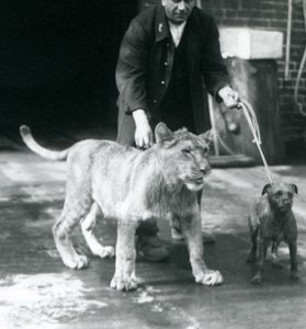 Un custode che porta a spasso un cane e un giovane leone, Zoo di Londra, agosto 1925 (foto in b/n)