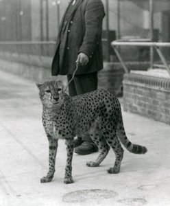 Un custode con un ghepardo al guinzaglio, Zoo di Londra da Frederick William Bond
