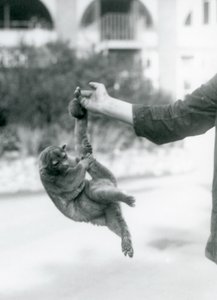 Un kinkajou sospeso dal dito di un custode per la sua coda prensile, Zoo di Londra, settembre 1925 da Frederick William Bond