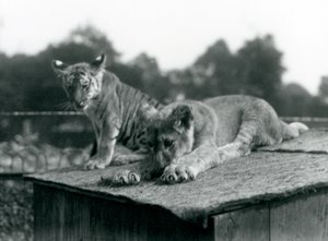 Un cucciolo di leone e un cucciolo di tigre seduti insieme sul tetto della loro tana, Zoo di Londra, settembre 1925 da Frederick William Bond