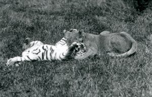 Un cucciolo di leone e una tigre lottano sull