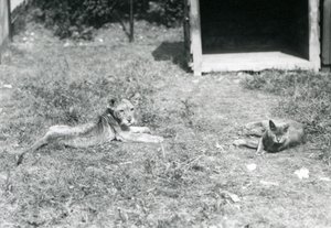 Un cucciolo di leone sdraiato su un prato, vicino a una cassa di legno aperta, con un gatto domestico, Zoo di Londra, luglio 1925