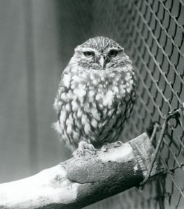 Un piccolo gufo seduto su un ramo accanto alla rete metallica del suo recinto, Zoo di Londra, novembre 1925 da Frederick William Bond