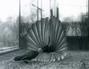 Un fagiano Argus maschio in display di corteggiamento, con una femmina accanto, Zoo di Londra, gennaio 1926